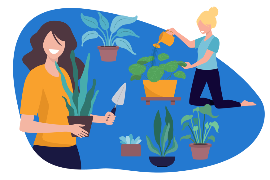 plantes entretien